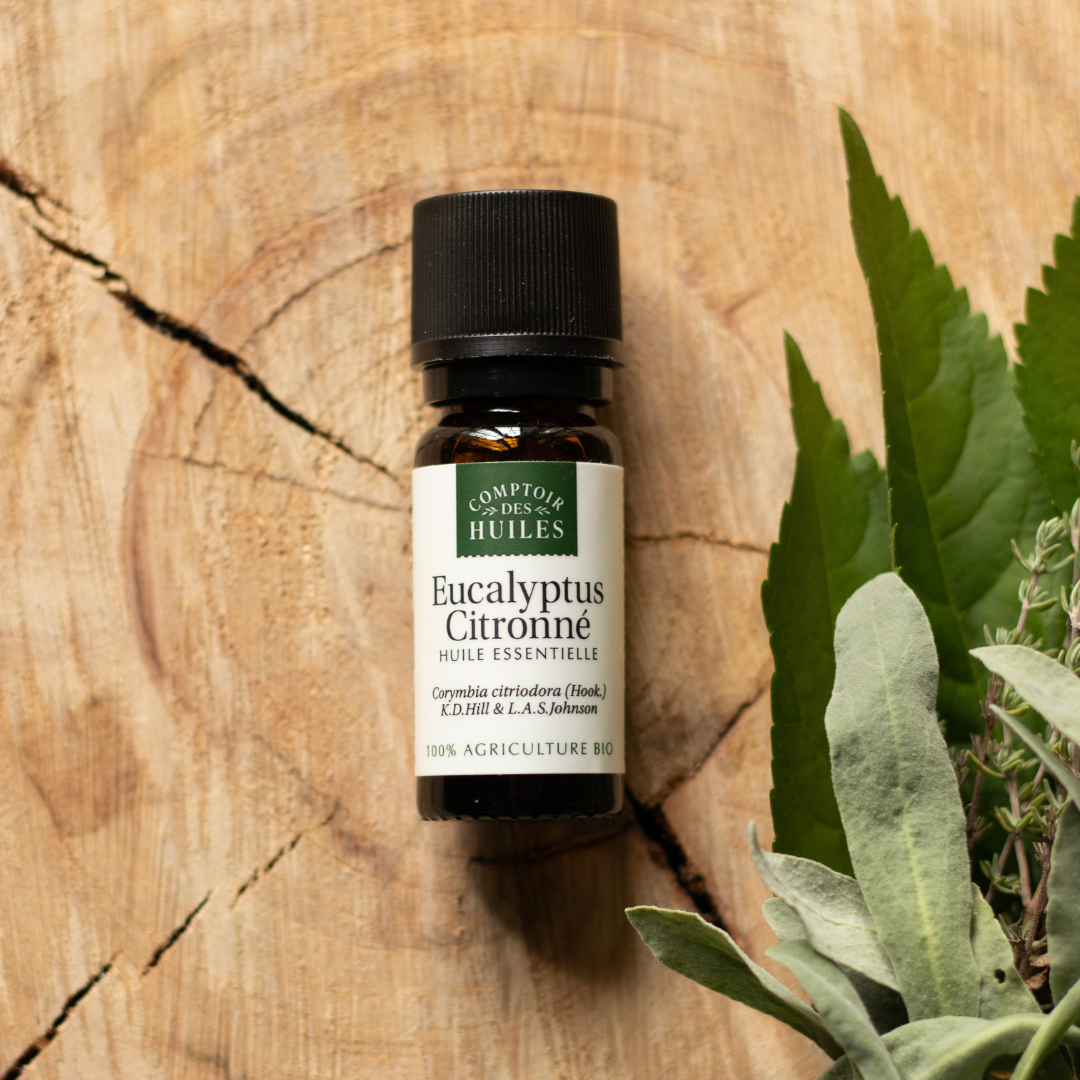L'huile essentielle d'Eucalyptus Citronné bienfaits et utilisations