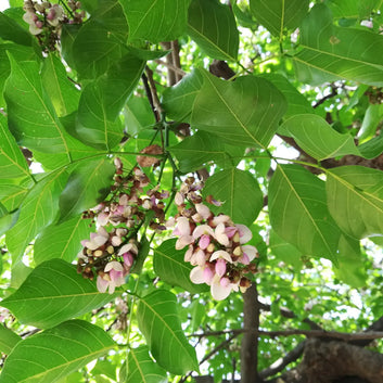 Huile de Karanja - Protectrice