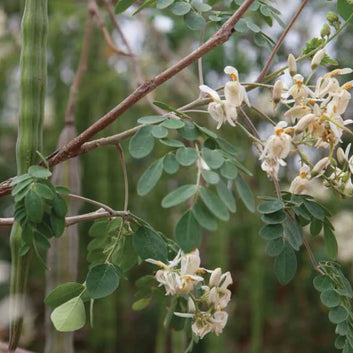 ORGANIC Moringa Oleifera Oil - Cleanser