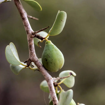 Huile de Ximénia - Réparatrice
