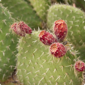 Pourquoi l’huile de pépins de Figue de Barbarie est l’un des actifs anti-âge les plus puissants ?
