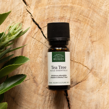 Huile essentielle de tea tree : comment l’utiliser au quotidien ?