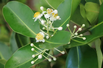 fleurs blanches et jaunes avec des feuilles vertes