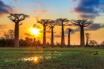 paysage de couché de soleil avec des baobabs et des rizières