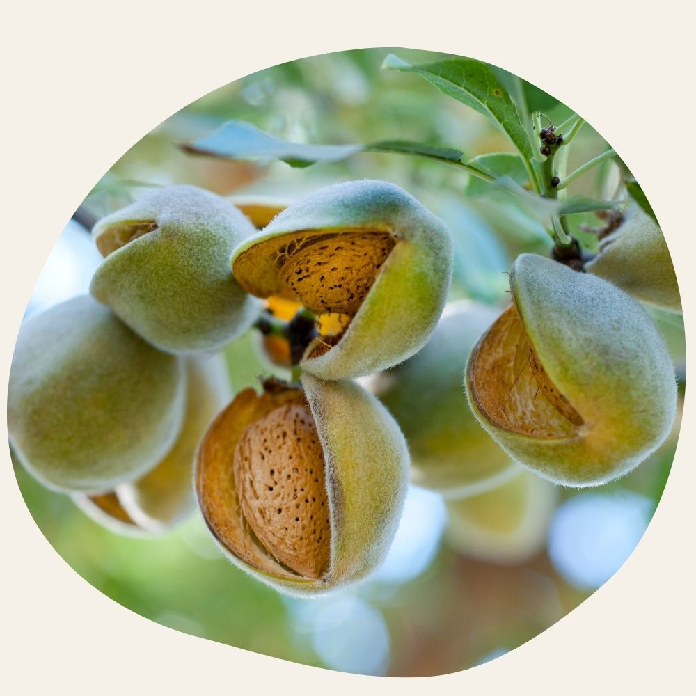 Huile d'Amande Douce BIO - Adoucissante