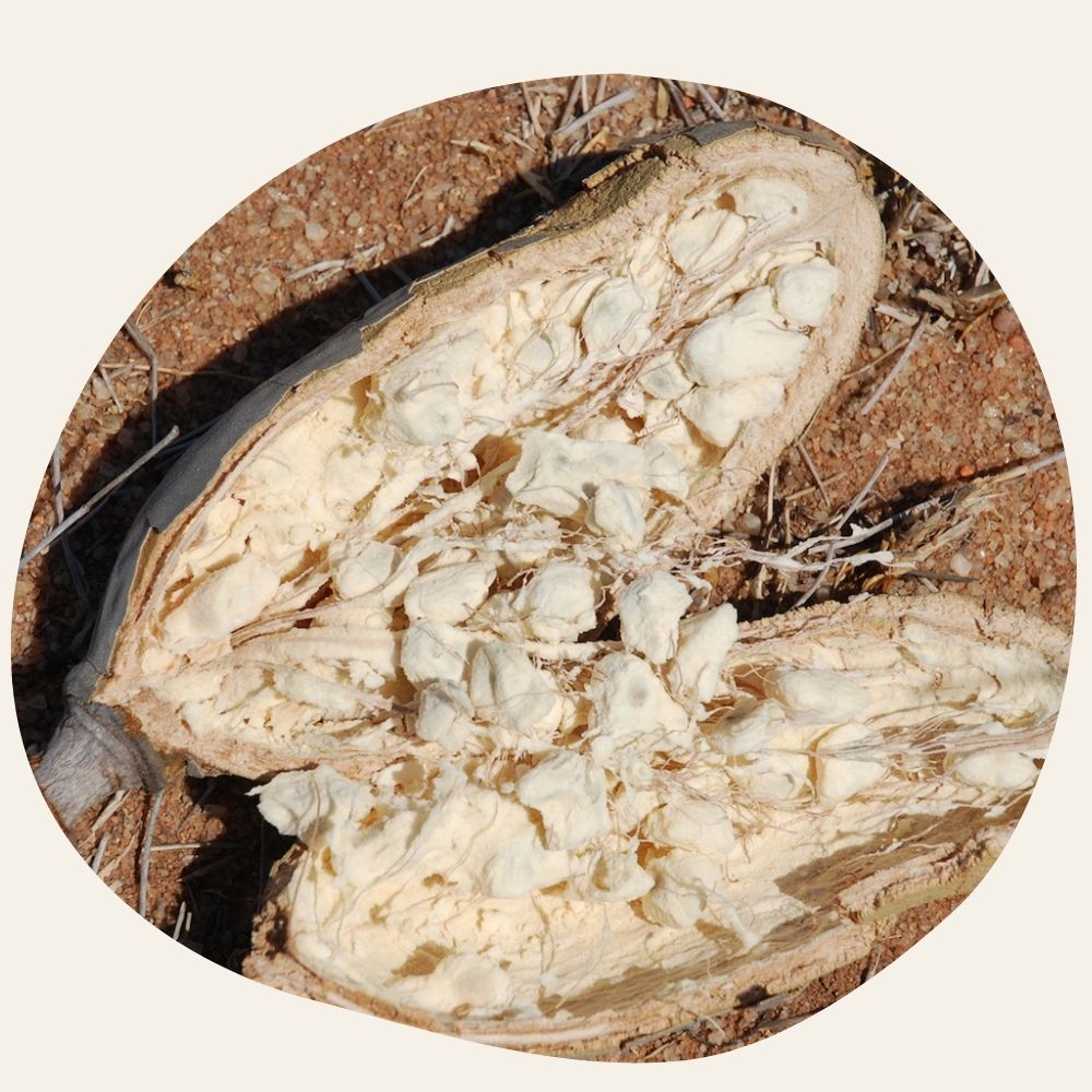 ORGANIC Baobab Oil - Extra-Nourishing