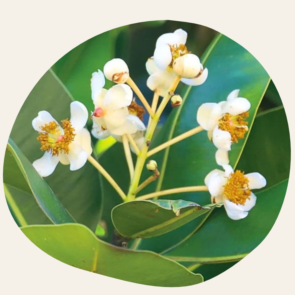 Huile de Calophylle BIO - Drainante