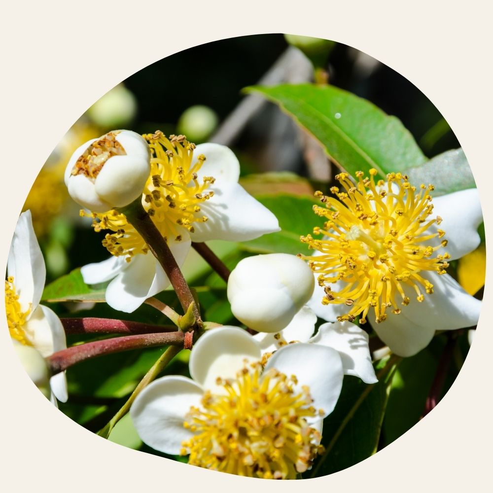 ORGANIC Calophyll Oil - Draining