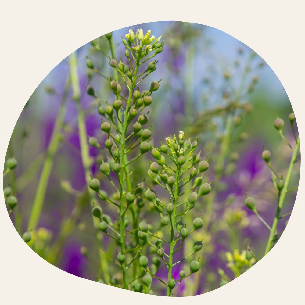 Huile de Cameline BIO - Rééquilibrante