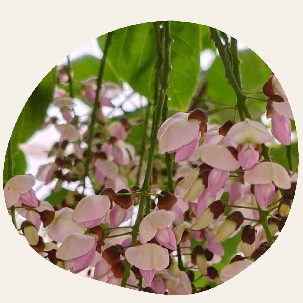 Huile de Karanja - Protectrice