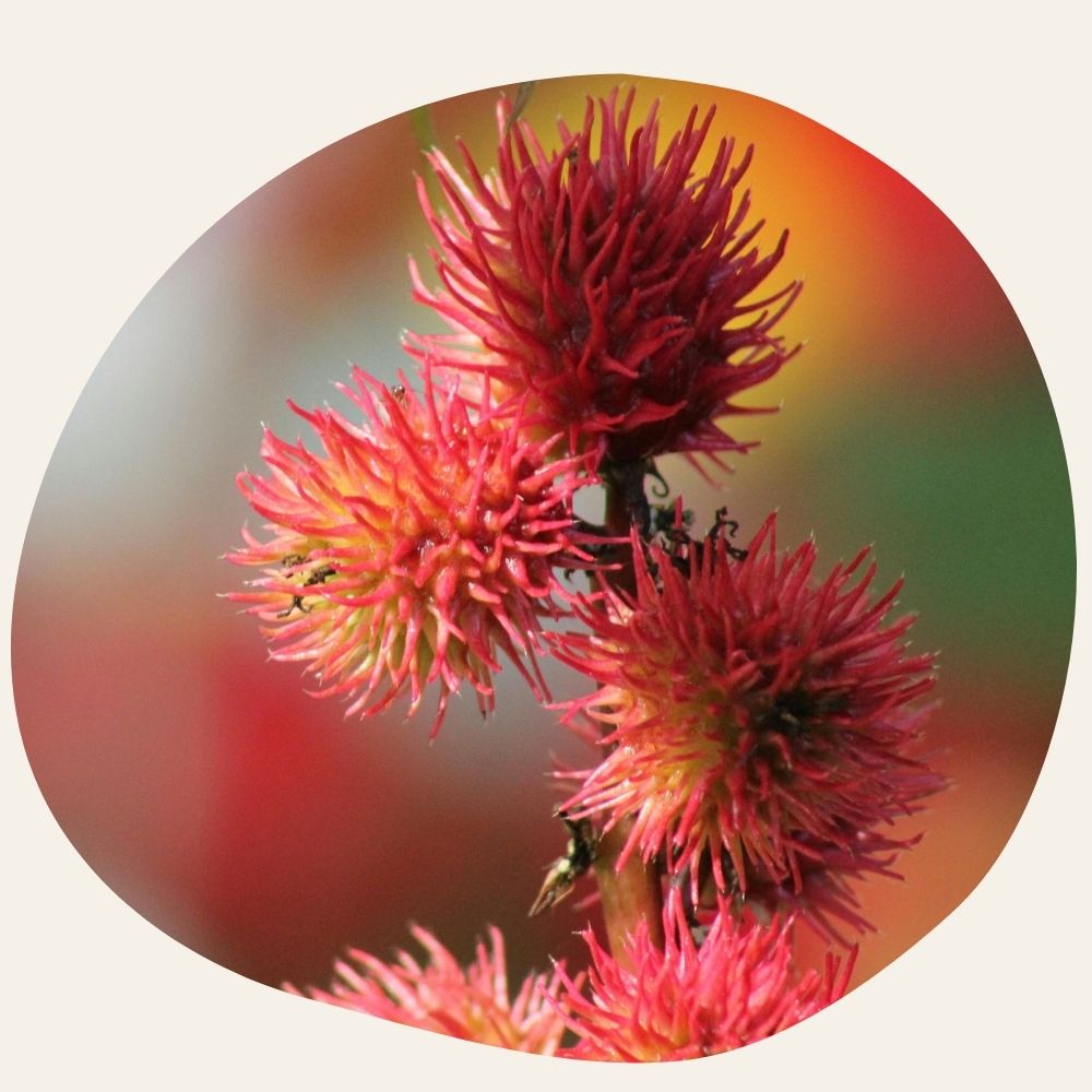 Huile de Carapate (Ricin Noir) - Gainante/Fortifiante