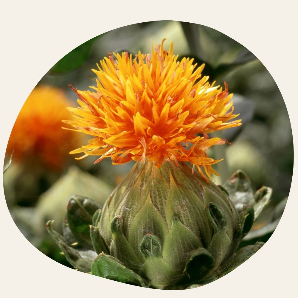 Huile de Carthame BIO - Assouplissante