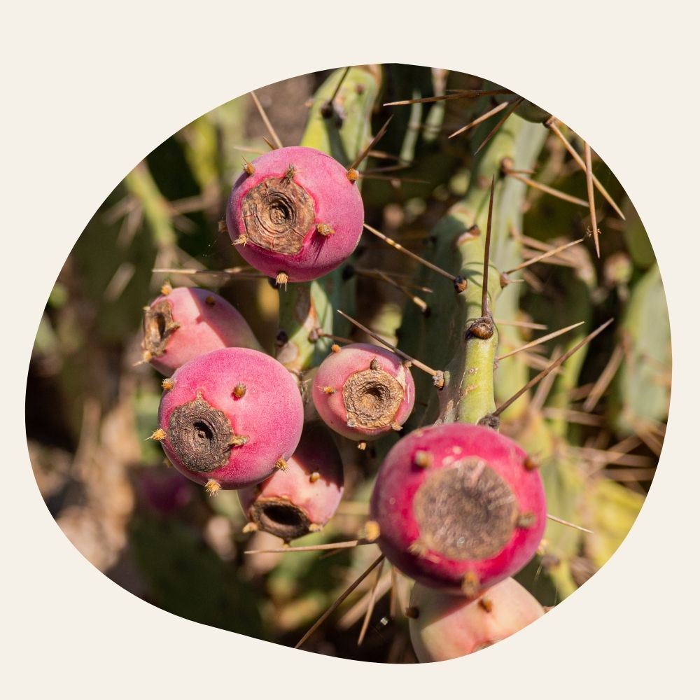 Huile de Pépins de Figue de Barbarie BIO - Raffermissante