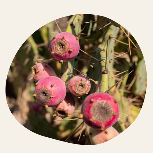 Huile de Pépins de Figue de Barbarie BIO - Raffermissante