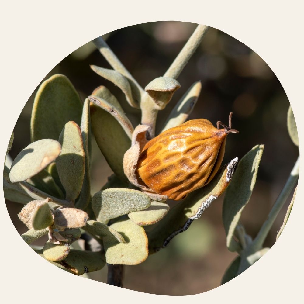 Jojoba Oil - Sebo-Regulatory