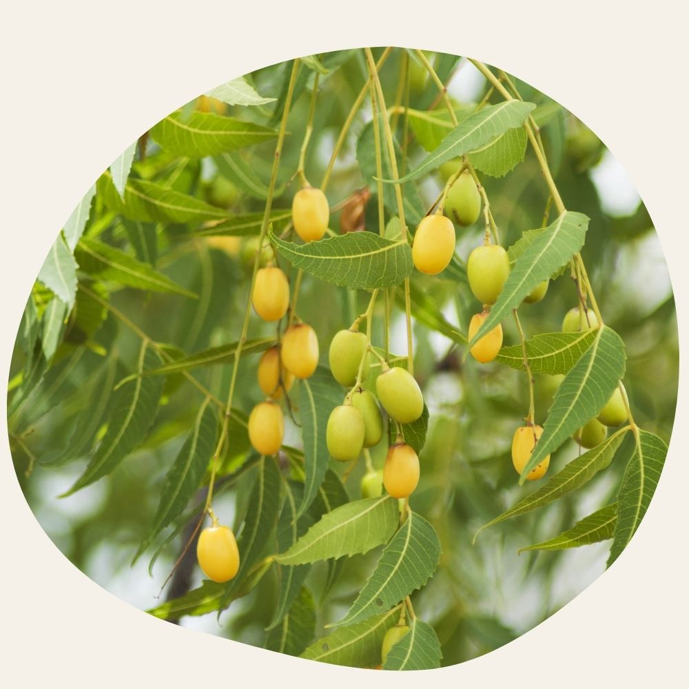 ORGANIC Neem Oil - Anti-Imperfections