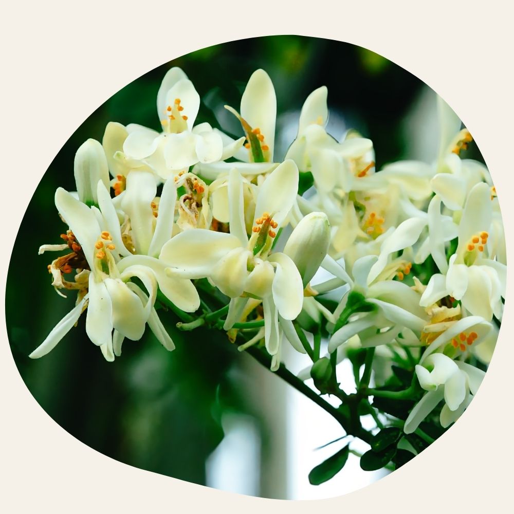 BIO-Moringa-Oleifera-Öl – Reinigungsmittel