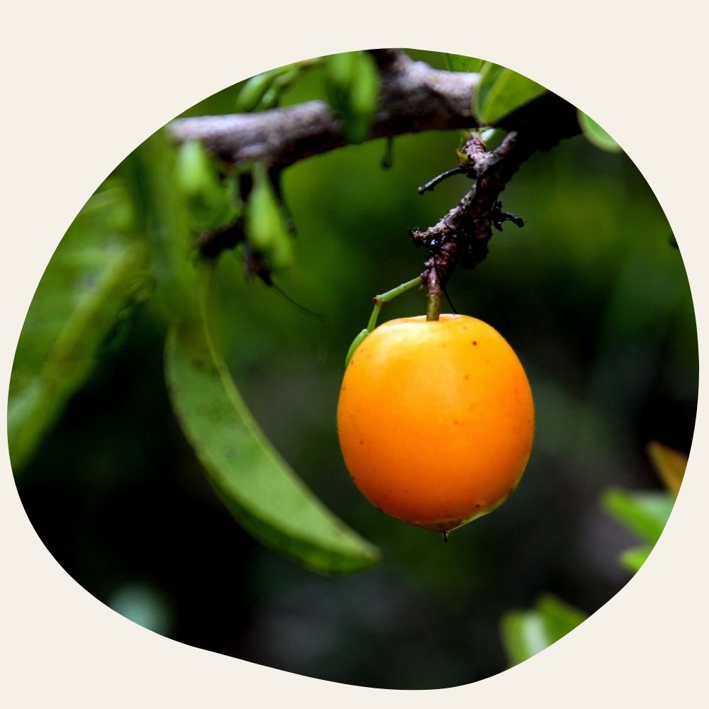 Huile de Ximénia - Réparatrice