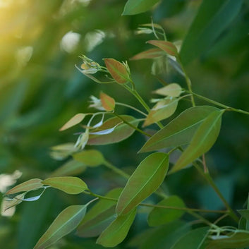 Organic Lemon Eucalyptus Essential Oil