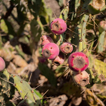 ORGANIC Prickly Pear Seed Oil - Firming