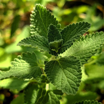 Huile Essentielle de Menthe Poivrée BIO 10ml