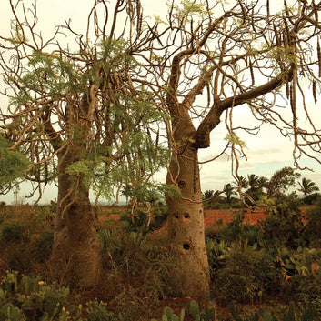 ORGANIC Moringa Drouhardii Oil - Soothing