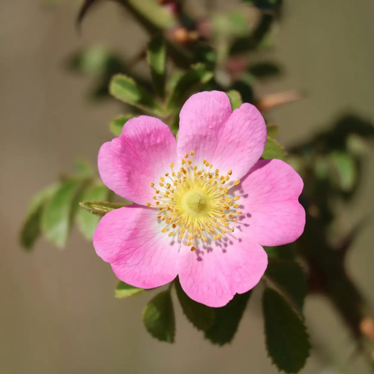 Rose Musquée Séchée Entière Rosa Canina Récolte 2025 - Bio Naturelle AgoraMarket