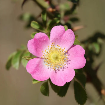 Huile de Rose Musquée BIO - Revitalisante