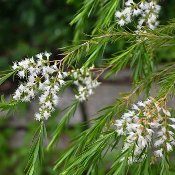 Huile Essentielle de Tea Tree BIO 10ml