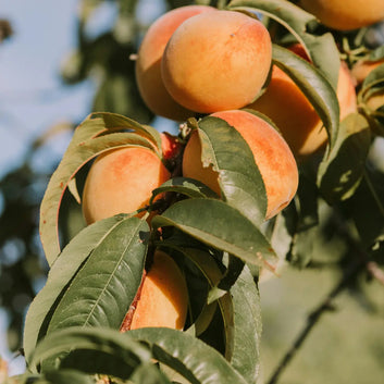 ORGANIC Apricot Oil - Illuminating