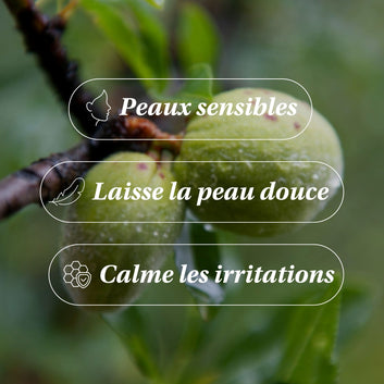 Huile d'Amande Douce BIO - Adoucissante