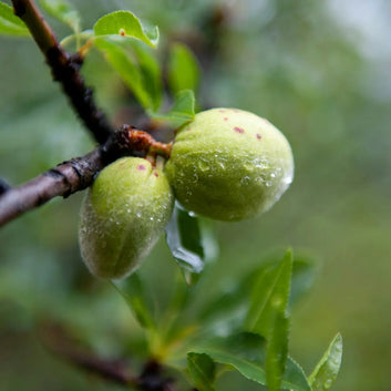 ORGANIC Sweet Almond Oil - Softening