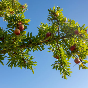 ORGANIC Argan Oil - Toning