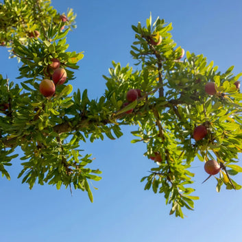 BIO-Arganöl – Tonisierend