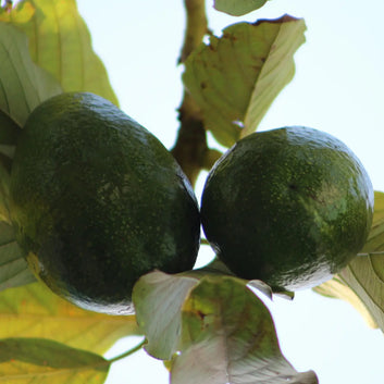 ORGANIC Avocado Oil - Regenerating