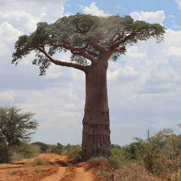 BIO-Baobaböl – besonders nährend