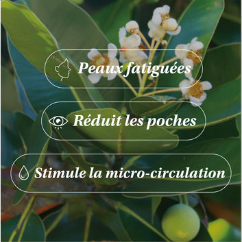 Huile de Calophylle BIO - Drainante