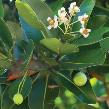 ORGANIC Calophyll Oil - Draining