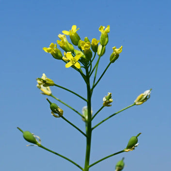 ORGANIC Camelina Oil - Rebalancing