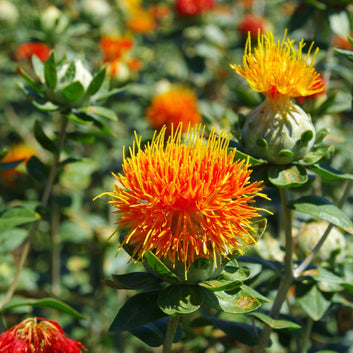 ORGANIC Safflower Oil - Softener