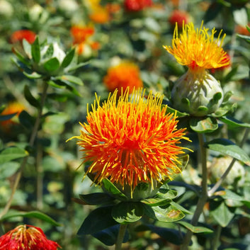 ORGANIC Safflower Oil - Softener