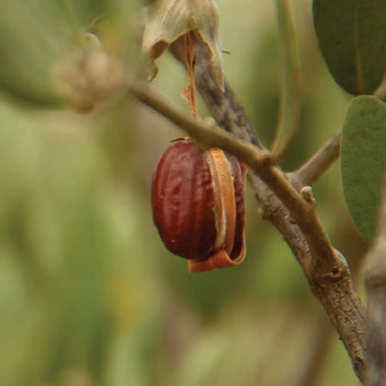 Huile de Jojoba - Sébo-Régulatrice