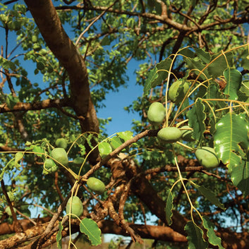 ORGANIC Marula Oil - Promoting Hydration