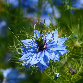 ORGANIC Black Seed Oil - Anti-Imperfections