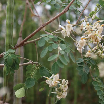 ORGANIC Moringa Oleifera Oil - Cleanser