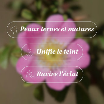 Huile de Rose Musquée BIO - Revitalisante